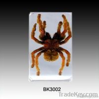 Real Insect Educational Toy Spider(Tarantula