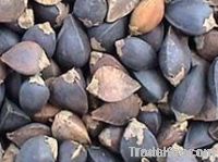 Chinese Buckwheat