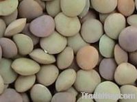 Chinese Lentils(3.0-5.0mm)