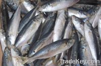 Frozen Pacific Mackerel