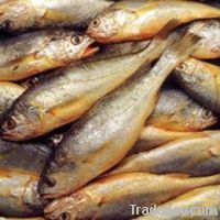 Yellow  Croaker