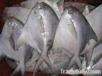 Whole Round Golden Pomfret