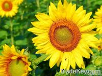 Подсолнечное масло Покупатель | подсолнечное масло Импортеры | Импорт подсолнечного масла | Oil