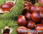 chestnut