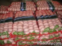 fresh garlic