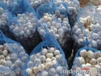 fresh garlic