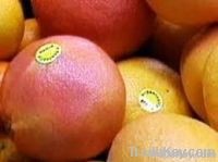 Citrous Fruits: Mandarine, Grapes, Orange, Pomelos , P