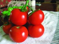 Huahong disease resistance indeterminate tomato seed