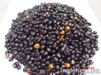 plant seeds