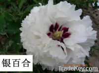 White Rockii tree peony