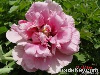Pink rockii tree peony