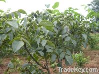 Walnut seedlings