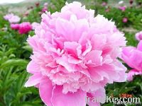Peony plants