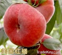Fruit tree plants