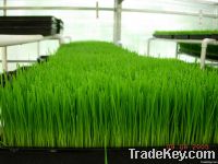 wheatgrass