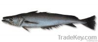 Australis Hake Fish