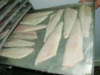 Zander Pike Perch