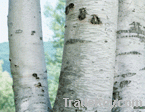 Birch bark extract (Betulin & Betulinic acid)