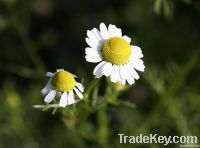 plant extract/Chamomile extract / Apigenin