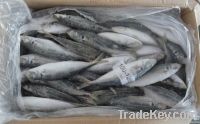 Frozen Horse Mackerel