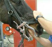 Horse Mouth Gag