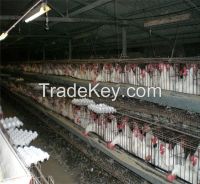 Automatic Control Tiler-Type Poultry Chicken Cage