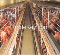 professional design Nigeria agricultural equipment a type chicken cage