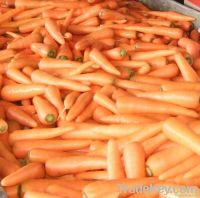 Fresh carrot