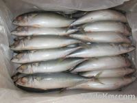 Pacific Mackerel Whole Round