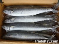 Spanish Mackerel