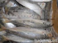 Horse Mackerel