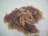 Eucheuma spinosum, cottonii, dried seaweeds
