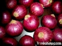 fresh onion
