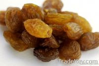 Sultanas