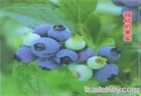 Bilberry Extract