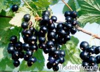 Black currant extract