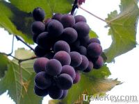 Grape seed Extract