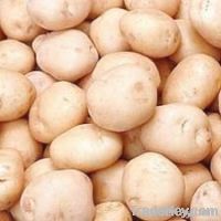 Fresh Potato (Fresh Vegetables)