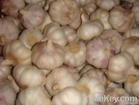 fresh normal white garlic