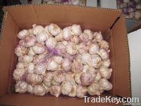 normal white garlic in loose packing