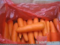 Fresh carrot