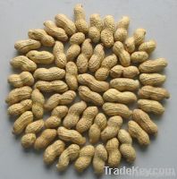 Peanuts in shell