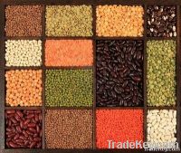 Beans