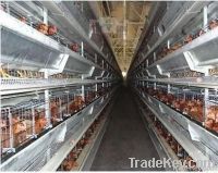 Battery cages for layers