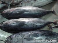 Skip Jack Tuna