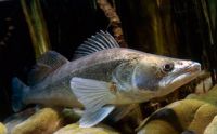 Pike-Perch