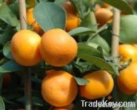 mandarin oranges
