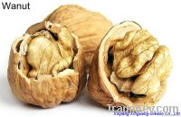 Raw Walnuts