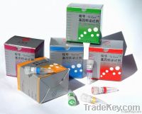 Transfection Reagent