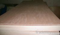 poplar plywood